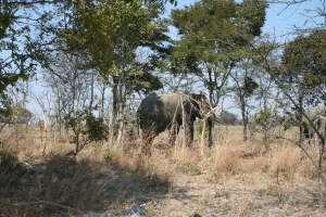 Note the damage done to the trees by the Elephants.